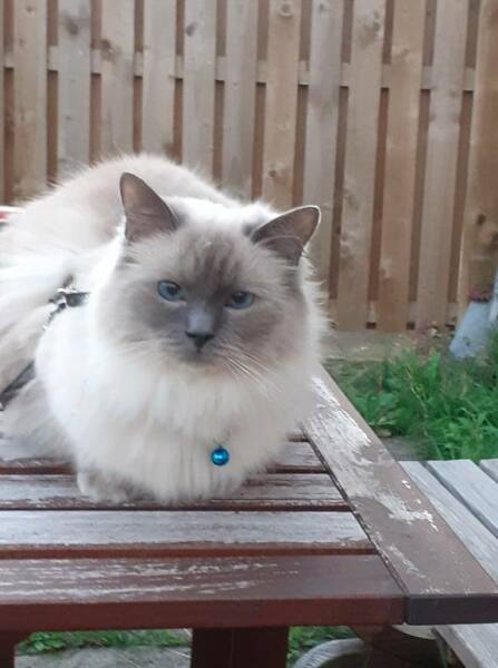 Ragdolls