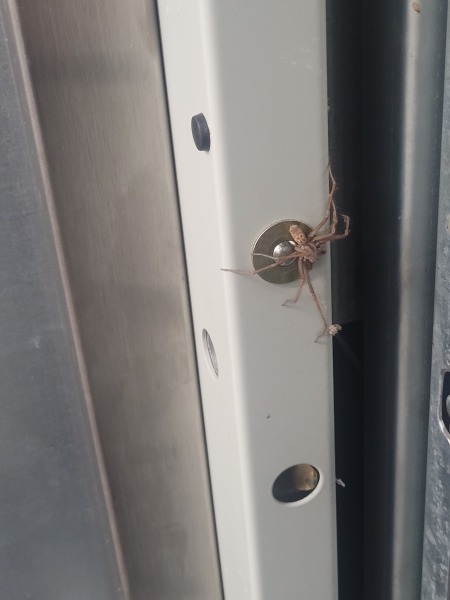 Look at this massive spider (pic warning)