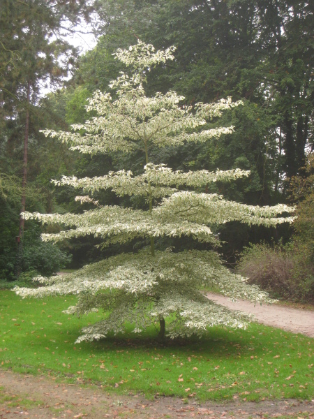 Tree recommendations