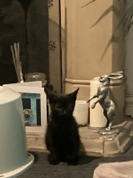 About new kitten?