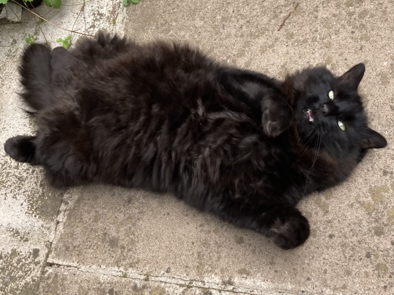 Further Adventures of the Excellent Cats