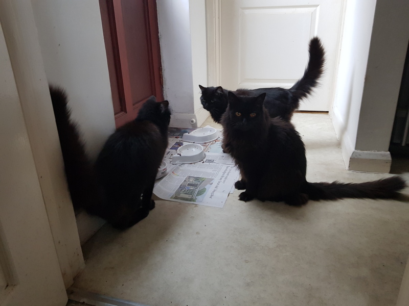 Further Adventures of the Excellent Cats