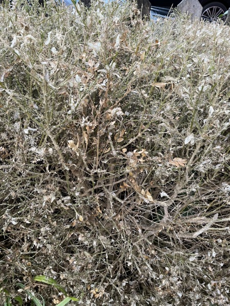 What Has Happened To My Box Hedge