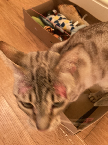 Cat scratching his face to bits