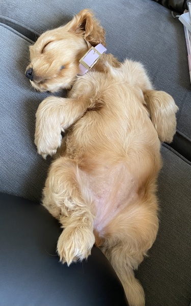 Puppy survival thread part 2