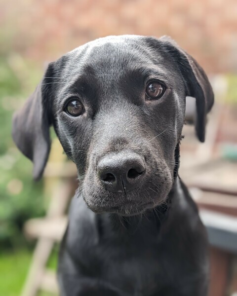Puppy survival thread part 2