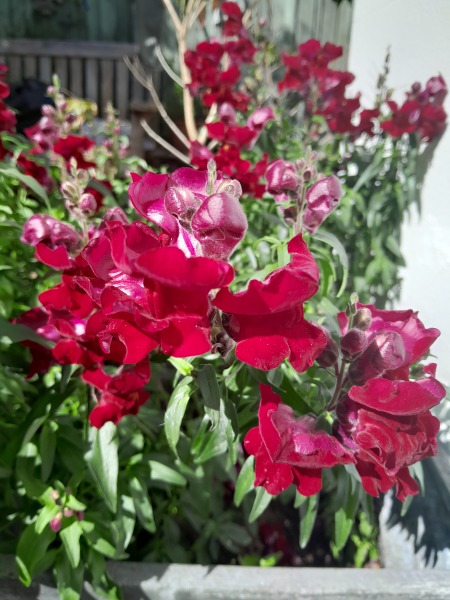 To tell you all to plant these?
