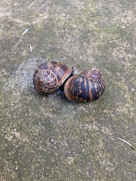 Who helps snails