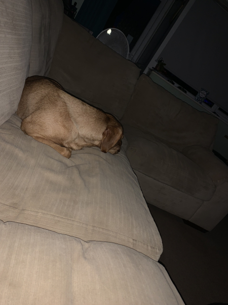What's your pet doing right now?