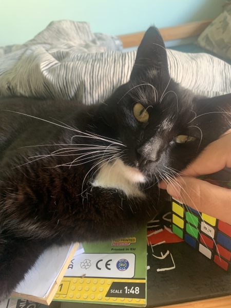 What is up with my cat!
