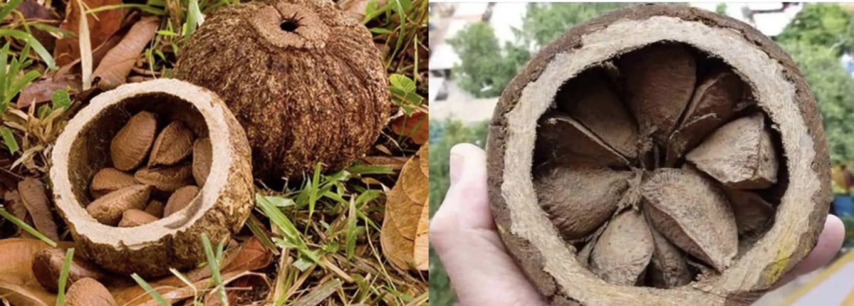 Brazil nuts