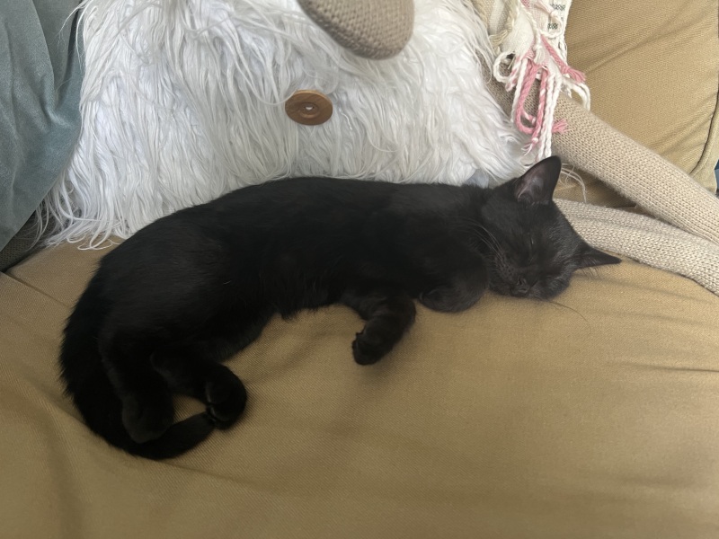About new kitten?