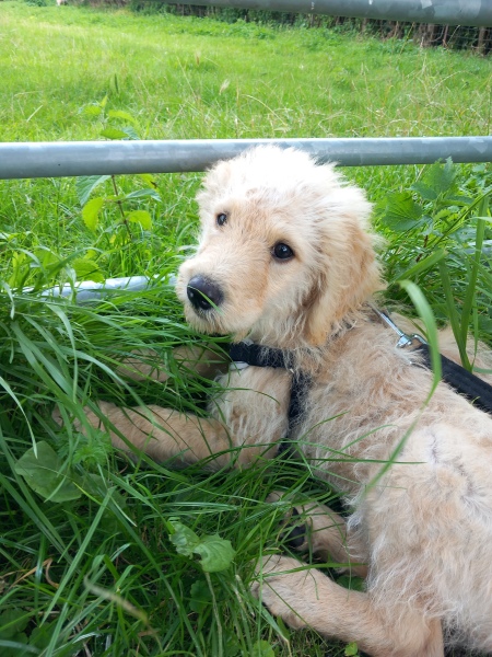 Puppy harness