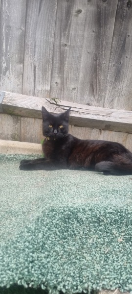 Advice on letting my kittie out at night