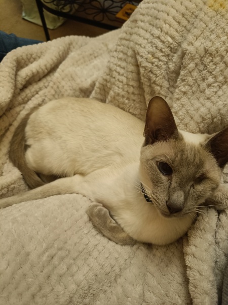 Can you persuade this cat to become a "lap cat"?