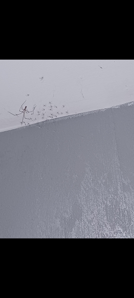 Fucking spider had BRED 🤮