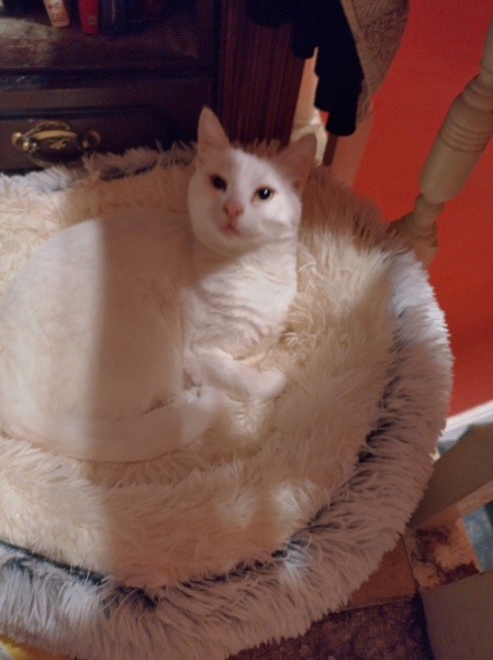 Further Adventures of the Excellent Cats