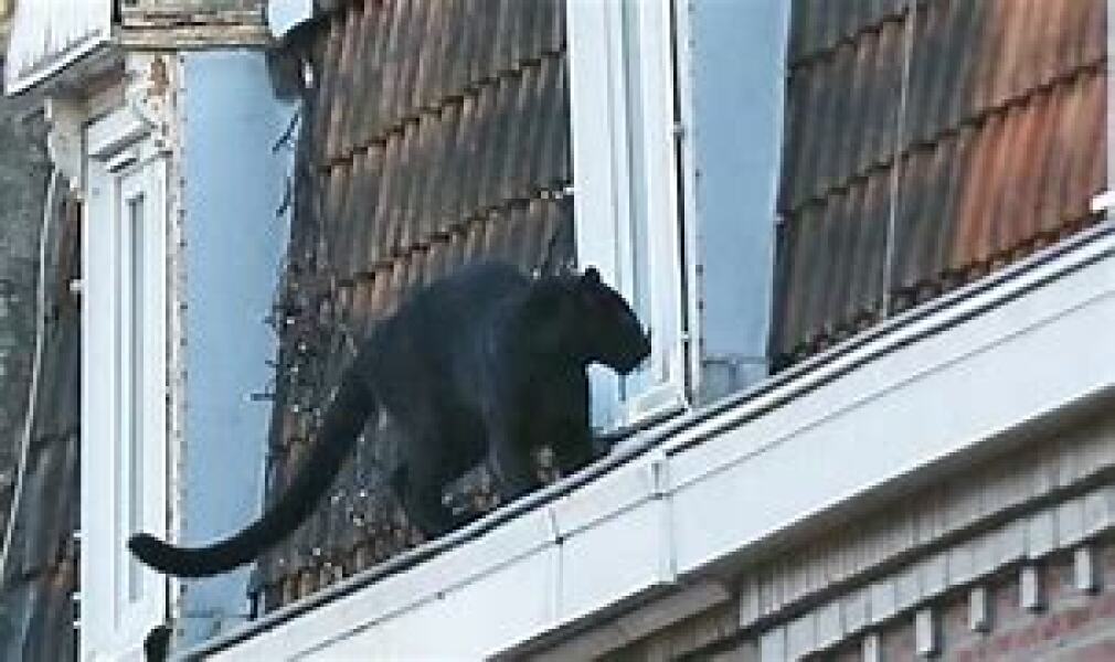 “Possible evidence of big cat in wild in new clearest picture”