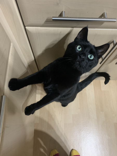 Realistically speaking... how much does your cat really eat?