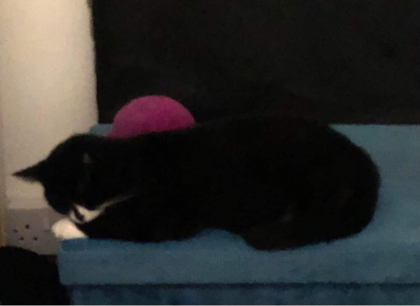 Very poorly cat.
