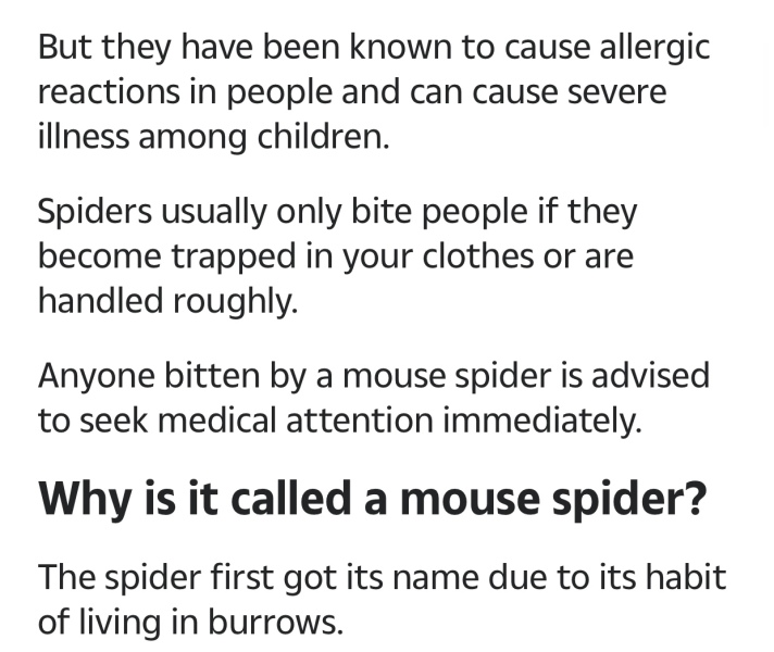 Mouse spiders.