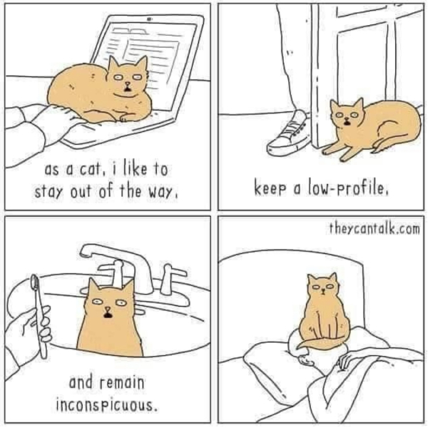 My cat is a knob but I love him