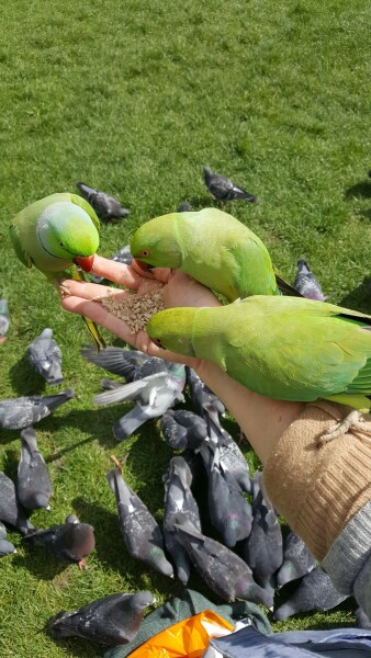 Fucking parrots in the morning omg