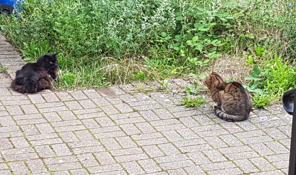 Thug cat part 5 - For he will not do destruction, if he is well-fed, neither will he spit without provocation.
