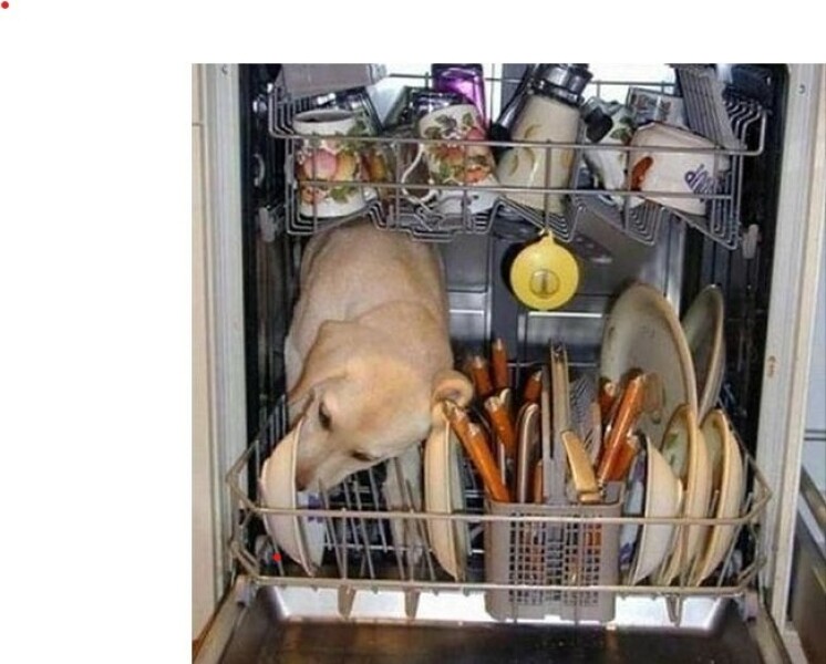 I’m clearly a pig for washing dogs bowls in the dishwasher