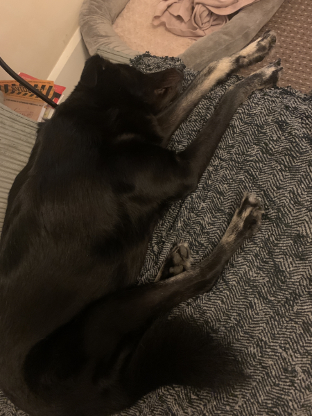 What's your pet doing right now?