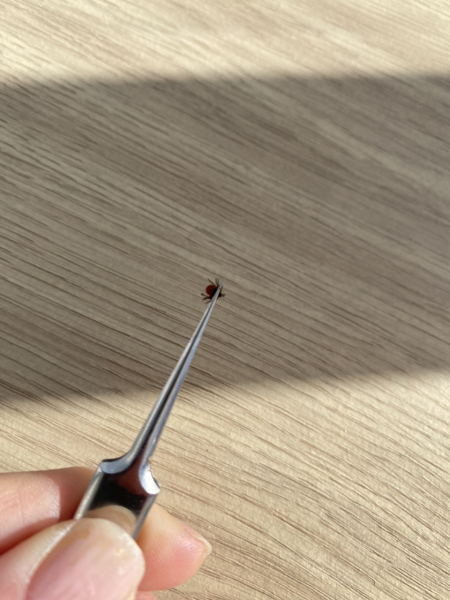 I've got a tick!