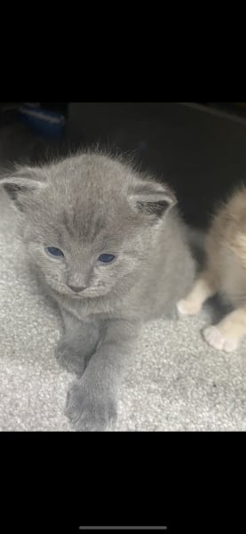 Friends and my kittens