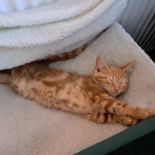 Welcome Sonny - a kitten appreciation thread