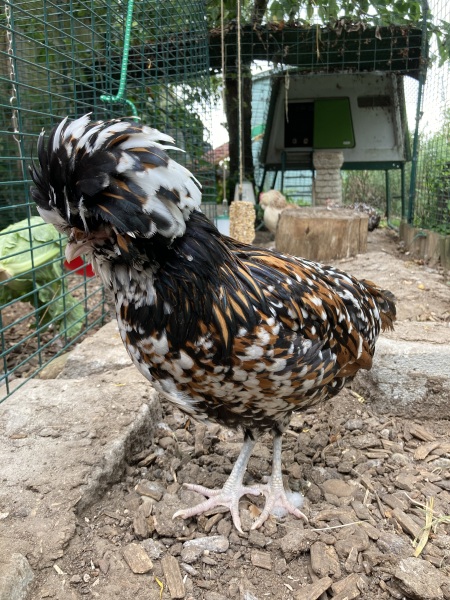 Bantam with Large Fowl?