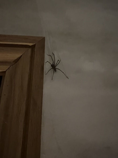 Can anyone identify this spider ***TW PHOTO***