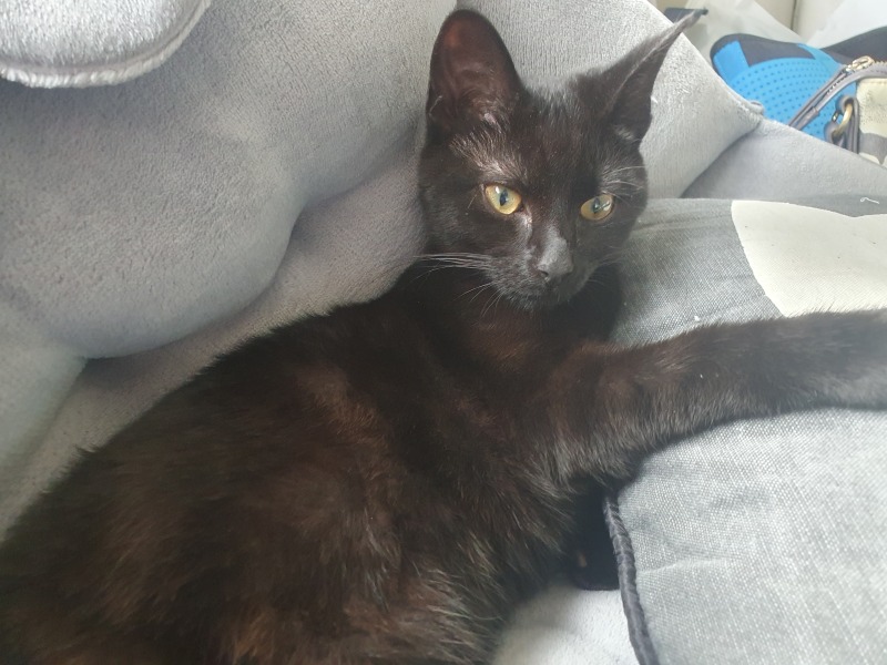 Kitten making me depressed
