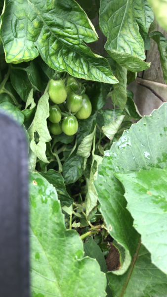 Countdown to Christmas 2023: launching into summer with more Christmas planning (thread 2) 