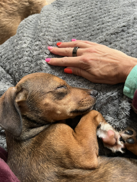 New puppy
