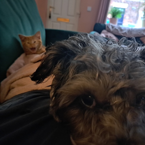 Welcome Sonny - a kitten appreciation thread