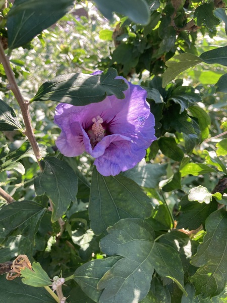 Plant ID please