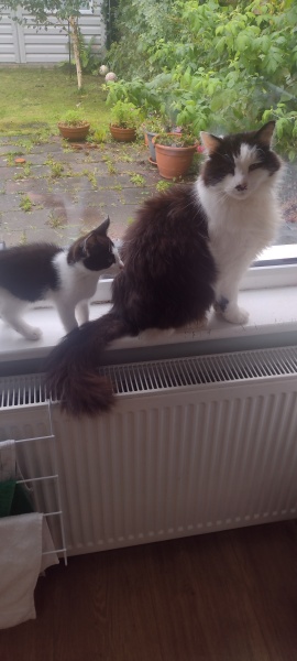 A Very Great Quantity Of Excellent Cats