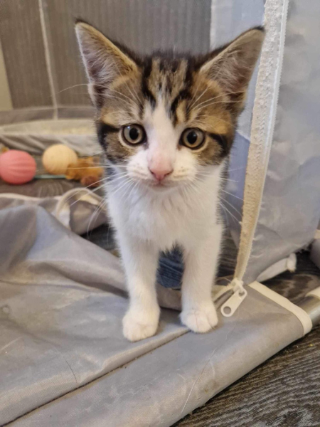 Kitten