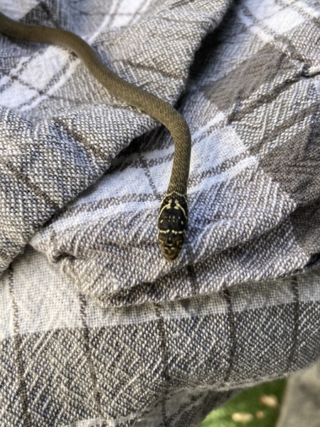 Look what the cat brought in  (TW, if you don't like slithery things, don't open)