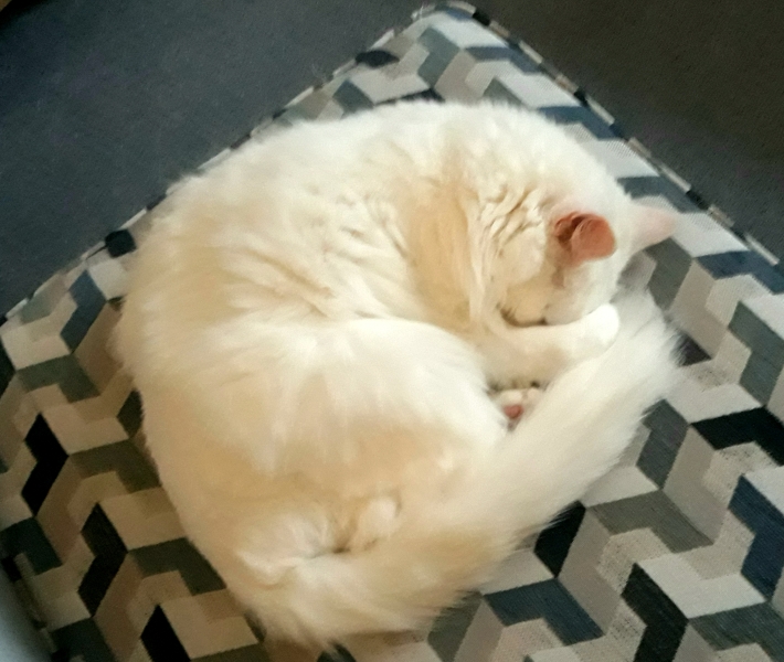 Further Adventures of the Excellent Cats