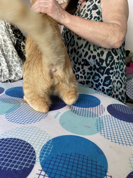 Male Cat