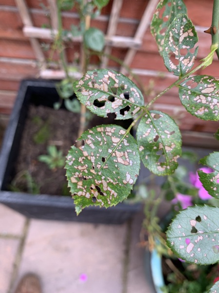 Why does my rose bush look like this?