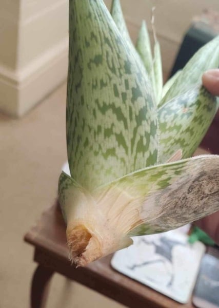 Aloe, goodbye! Houseplant help.