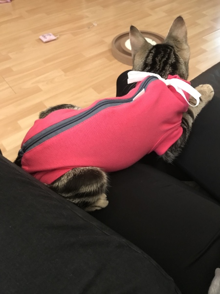 Cone after spaying HELP