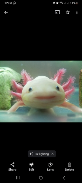 Does anyone know what's wrong with my axolotl?