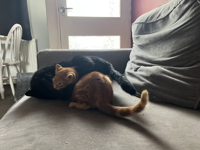 One or two kittens?